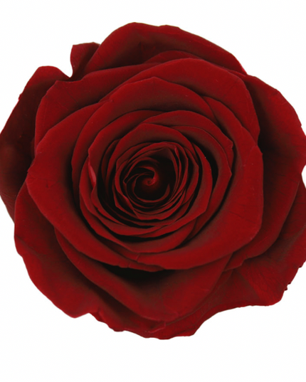 Trandafir criogenat Ø7cm burgundy