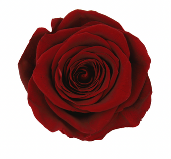 Trandafir criogenat Ø7cm burgundy