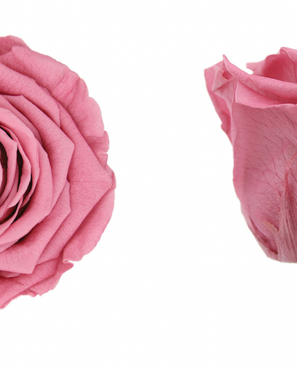 Trandafir criogenat Ø7cm cherry blossom