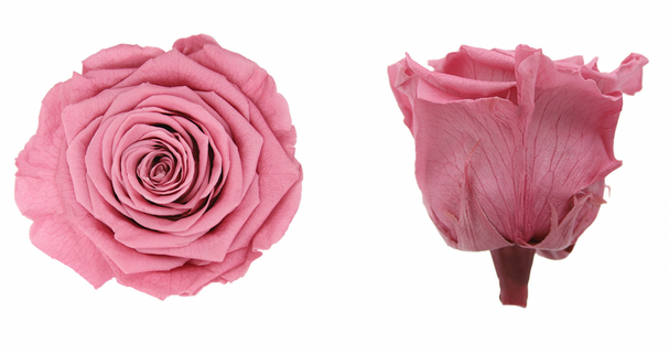 Trandafir criogenat Ø7cm cherry blossom