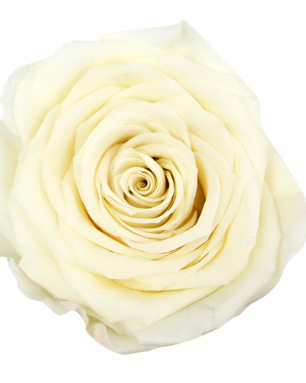 Trandafir criogenat Ø7cm vanilla