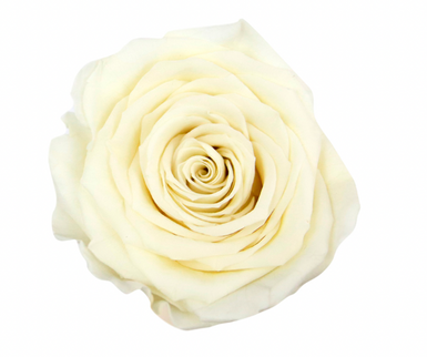 Trandafir criogenat Ø7cm vanilla