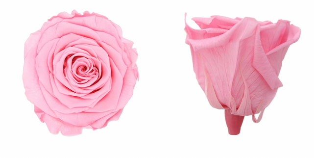 Trandafir criogenat Ø7cm roz pal