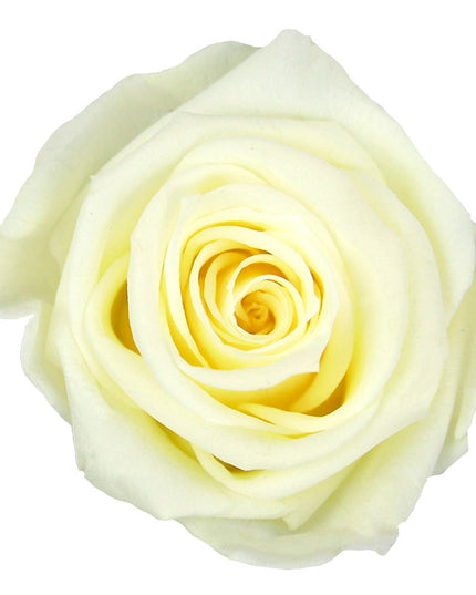 Trandafir criogenat tija 27cm Ø3.5-4.5cm vanilie