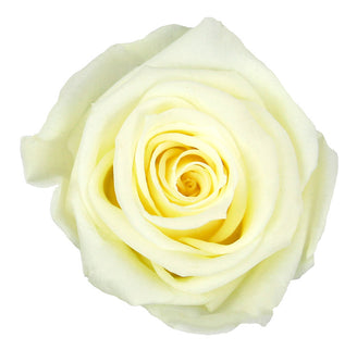 Trandafir criogenat tija 27cm Ø3.5-4.5cm vanilie