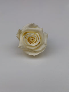 Trandafir criogenat Ø5.5-6cm vanilie