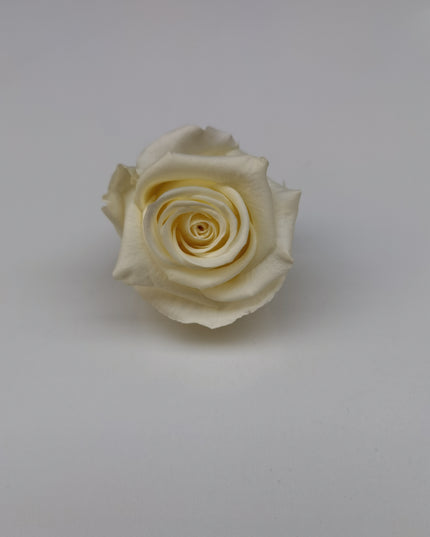 Trandafir criogenat Ø6cm vanilie