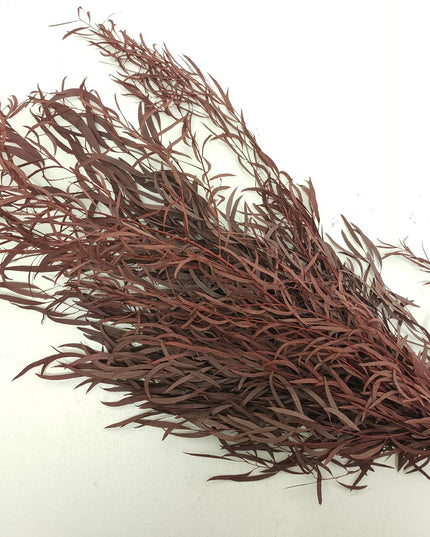 Eucalypt criogenat Nicholii rosu