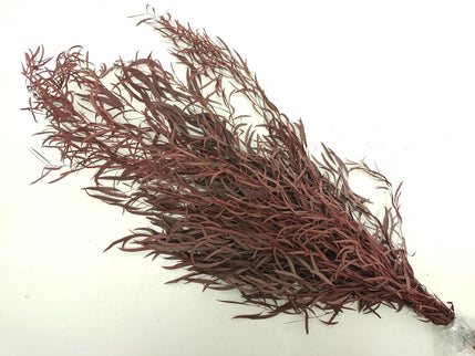 Eucalypt criogenat Nicholii rosu