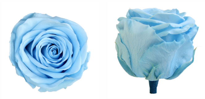 Trandafir criogenat tija 45cm Ø5cm vrac albastru deschis