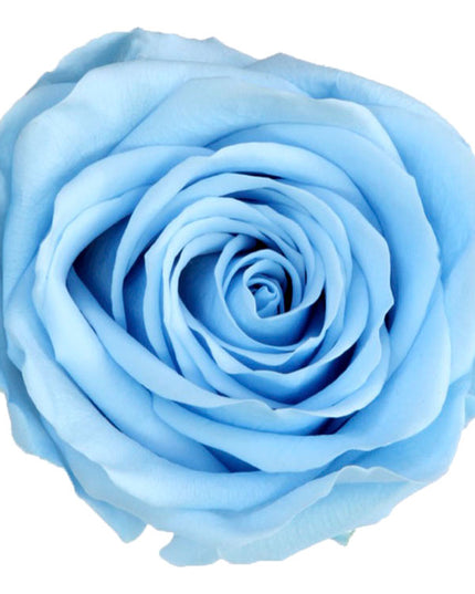 Trandafir criogenat Ø5.5-6cm albastru deschis