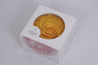 TRANDAFIR CRIOGENAT Ø12CM MELLOW YELLOW