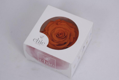 Trandafir criogenat Ø9-10cm orange melt