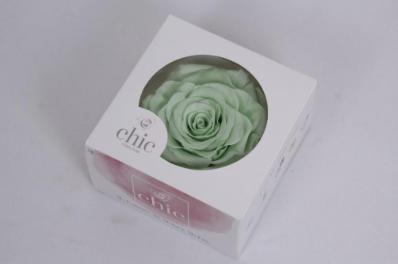 Trandafir criogenat Ø9-10cm minty green