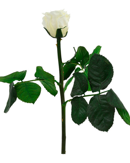 Trandafir criogenat tija 27cm Ø3.5-4.5cm vanilie