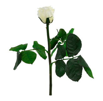 Trandafir criogenat tija 27cm Ø3.5-4.5cm vanilie