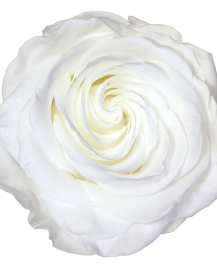 Trandafir criogenat Ø7cm alb