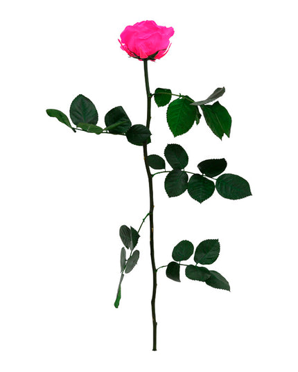 TRANDAFIR CRIOGENAT TIJA 55CM Ø6.5-8.5CM ROZ FUCSIA