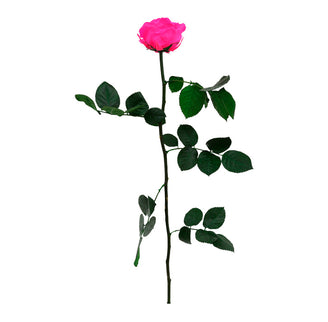 TRANDAFIR CRIOGENAT TIJA 55CM Ø6.5-8.5CM ROZ FUCSIA