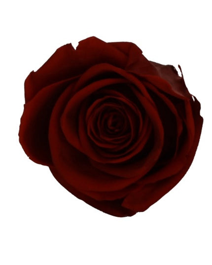 Trandafir criogenat Ø5.5-6cm burgundy