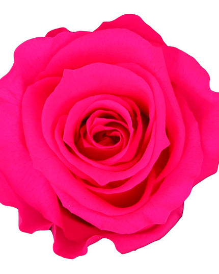 Trandafir criogenat Ø5.5-6cm fuchsia