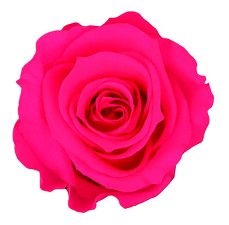 Trandafir criogenat Ø5.5-6cm fuchsia