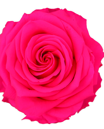 TRANDAFIR CRIOGENAT TIJA 55CM Ø6.5-8.5CM ROZ FUCSIA