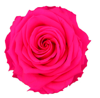 TRANDAFIR CRIOGENAT TIJA 55CM Ø6.5-8.5CM ROZ FUCSIA