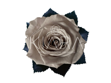 Trandafir criogenat 5.5-6cm gri