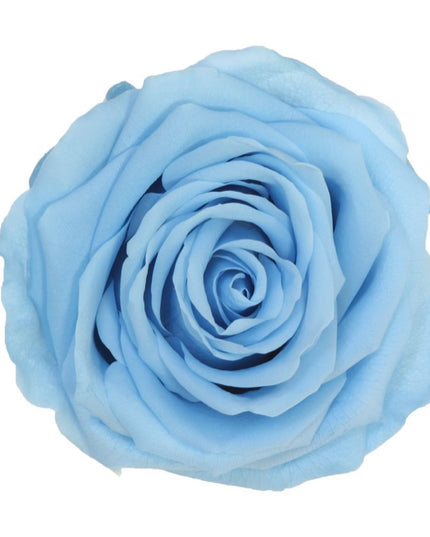 Trandafir criogenat Ø7cm albastru deschis