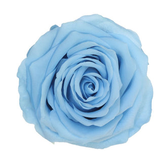 Trandafir criogenat Ø7cm albastru deschis