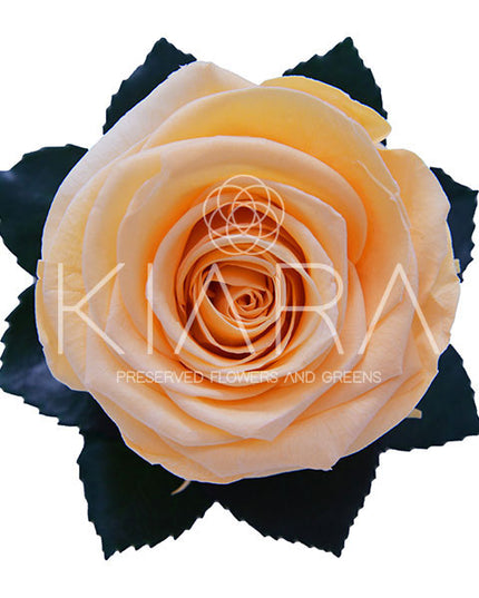 Trandafir criogenat Ø5.5-6cm piersica deschis