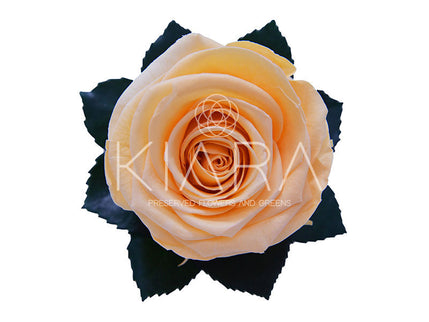 Trandafir criogenat Ø5.5-6cm piersica deschis