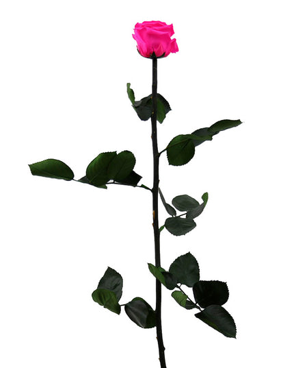 Trandafir criogenat tija 45cm Ø5cm vrac roz fucsia