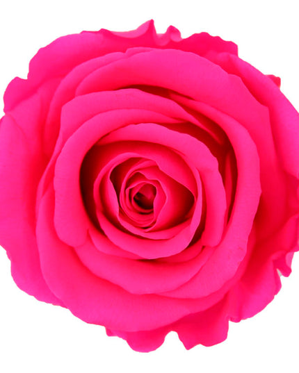 Trandafir criogenat tija 45cm Ø5cm vrac roz fucsia