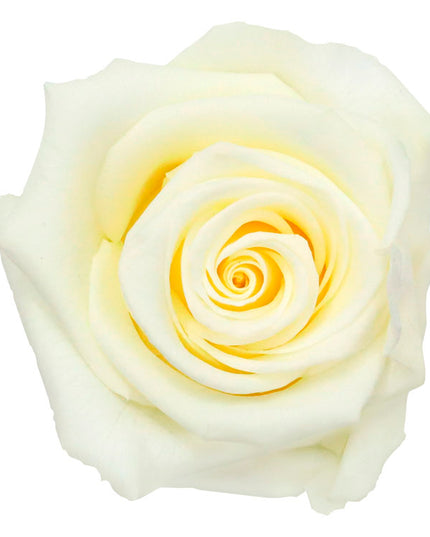 Trandafir criogenat tija 45cm Ø5cm vrac vanilla cream