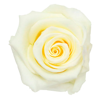 Trandafir criogenat tija 45cm Ø5cm vrac vanilla cream