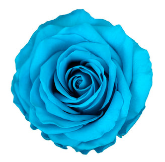 Trandafir criogenat Ø7cm turquoise