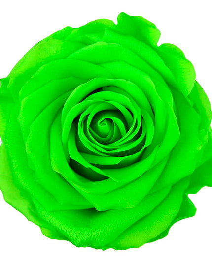 Trandafir criogenat Ø7-8cm green lime