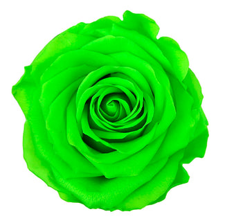 Trandafir criogenat Ø7-8cm green lime