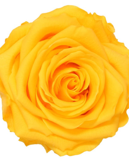 Trandafir criogenat Ø7cm galben cald