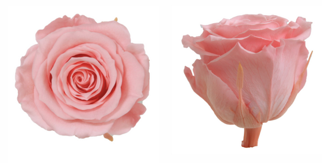 Trandafir criogenat Ø5.5-6cm bridal pink
