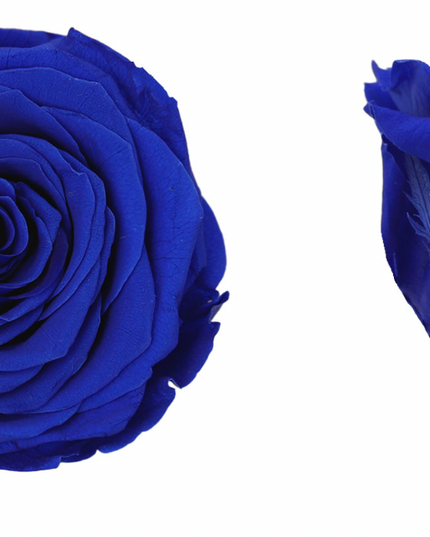 Trandafir criogenat Ø7cm albastru închis