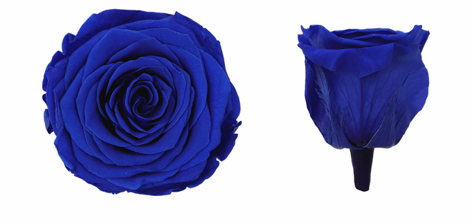 Trandafir criogenat Ø7cm albastru închis