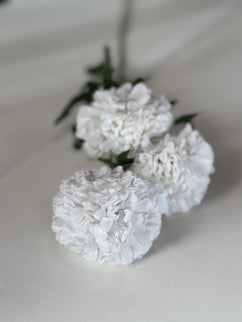 Crizantema pon pon (3 flori) alb