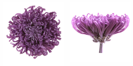 Crizantema criogenata mov Ø7-8cm