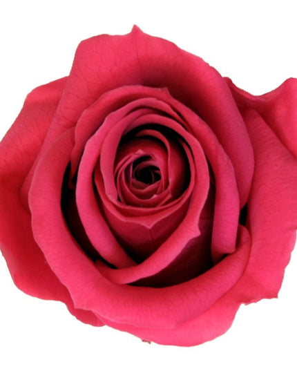 Trandafir criogenat Ø5.5-6cm roz inchis