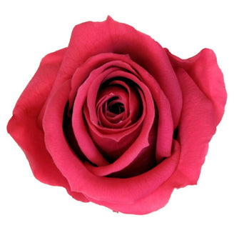 Trandafir criogenat Ø5.5-6cm roz inchis