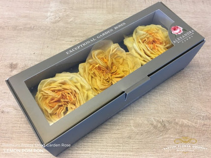 TRANDAFIR CRIOGENAT DAVID AUSTIN LEMON POM PON