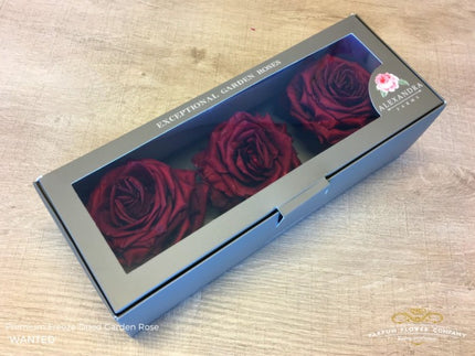 TRANDAFIR CRIOGENAT DAVID AUSTIN WANTED